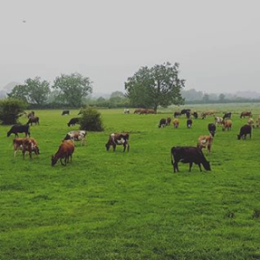 Gorsehill Abbey Farm